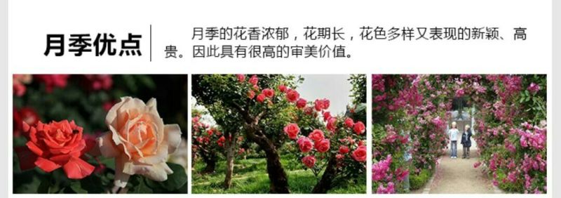 月季2月开花