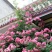 月季2月开花