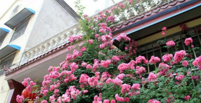 月季2月开花