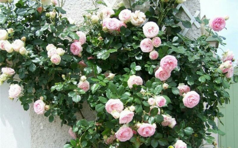 月季2月开花