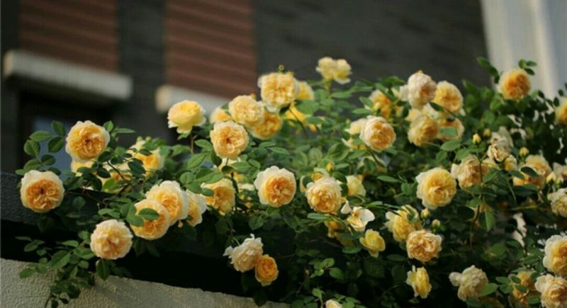 月季2月开花