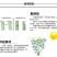 月季2月开花
