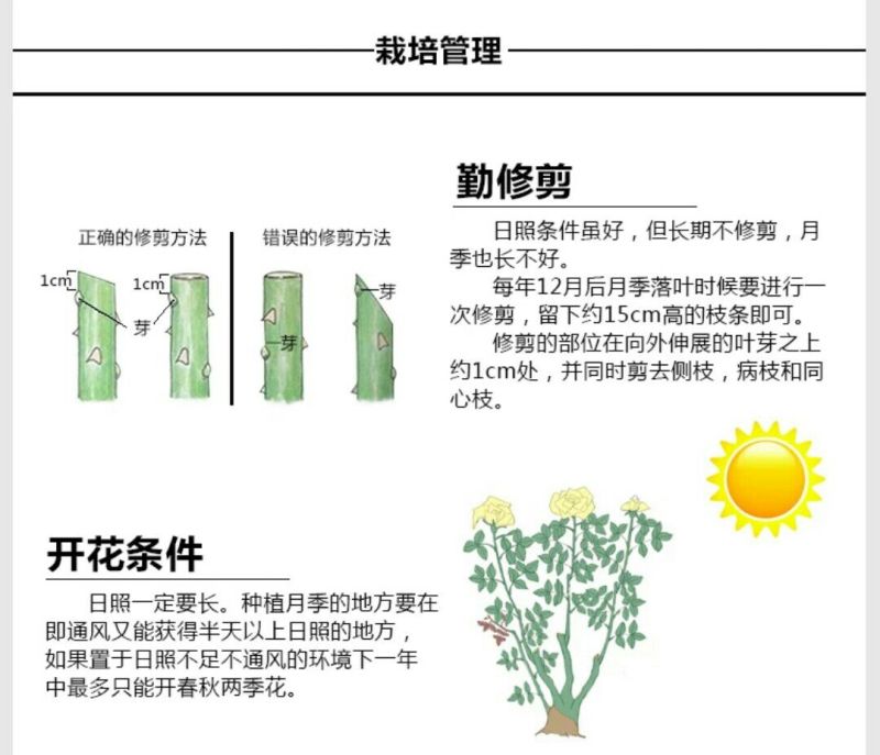 月季2月开花