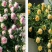 月季2月开花