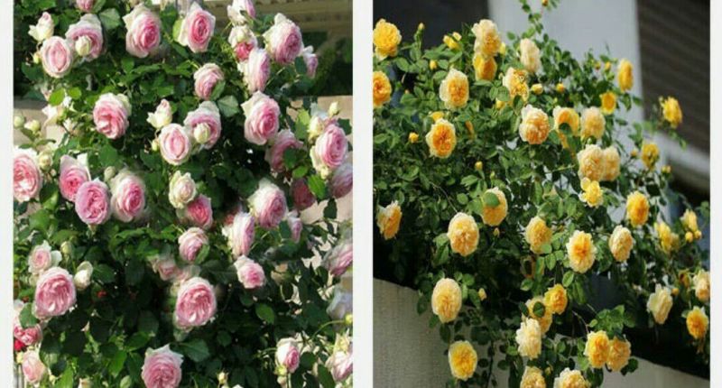 月季2月开花