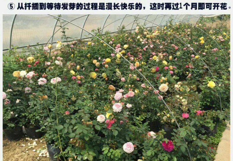 月季2月开花