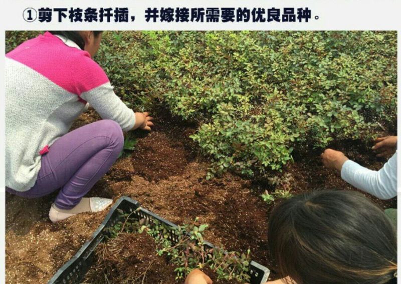 月季2月开花