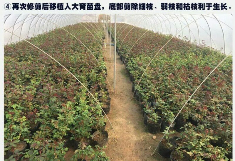 月季2月开花