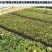 月季2月开花