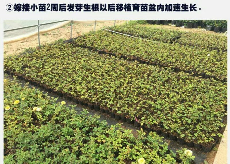 月季2月开花