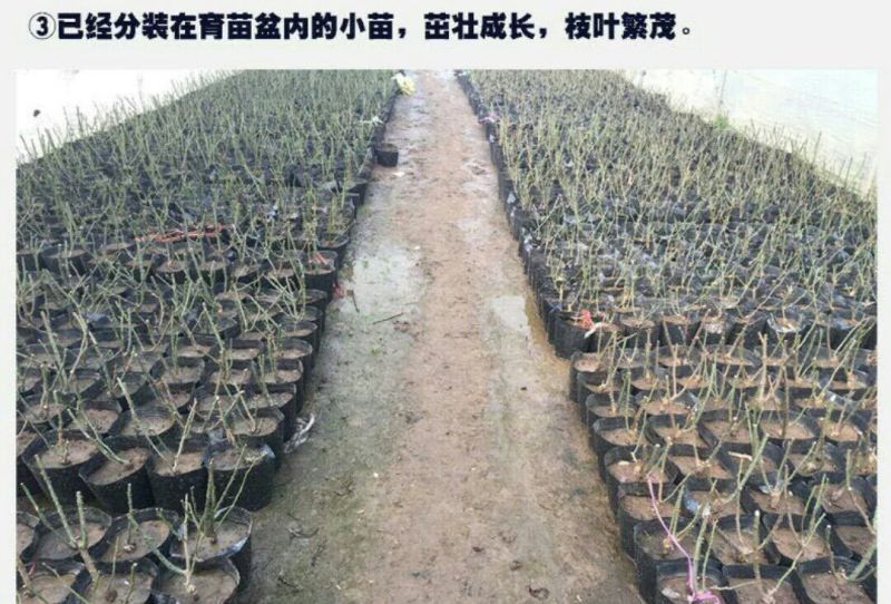 月季2月开花