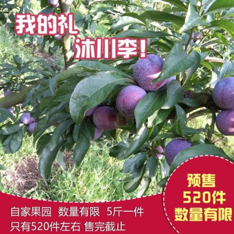 脆红李，半边红