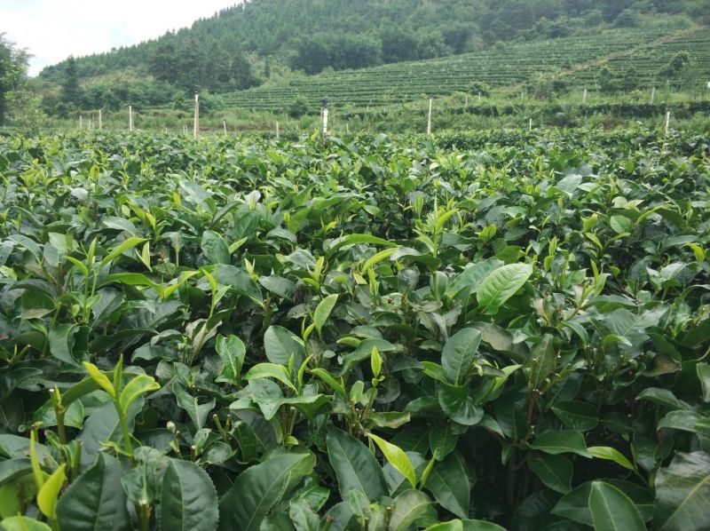 英德红茶