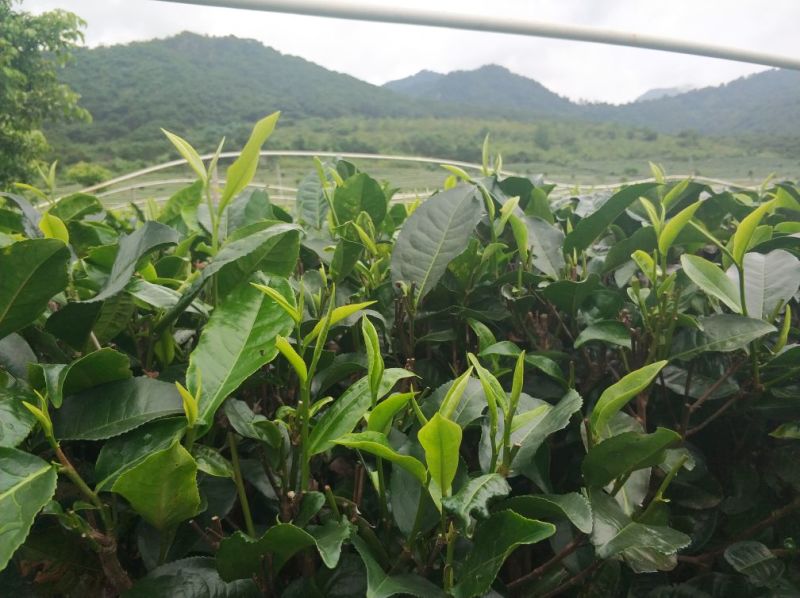 英德红茶