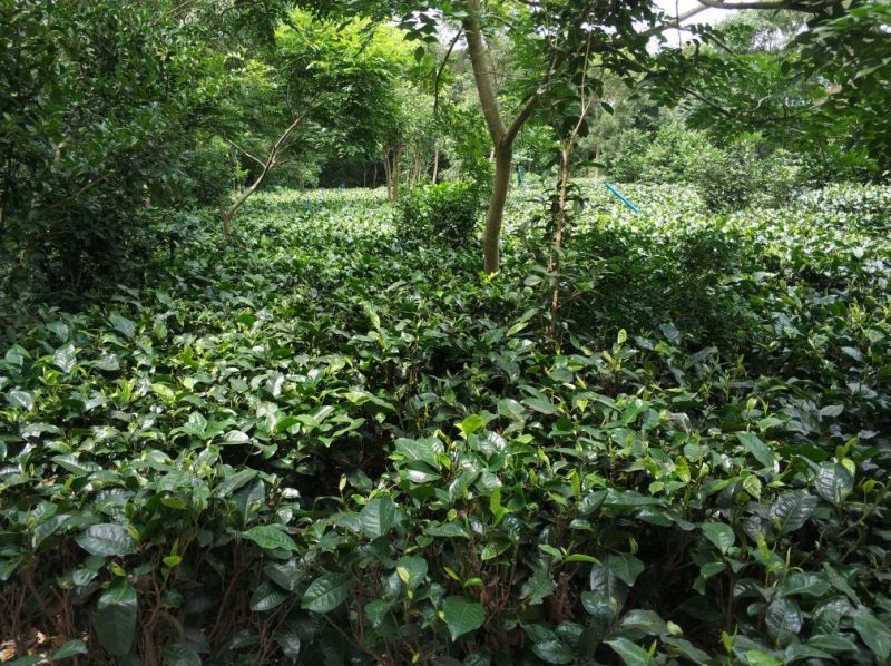英德红茶