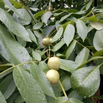 四川凉山盐源树河鲜果核桃青皮核桃早核桃菜核桃大量上市