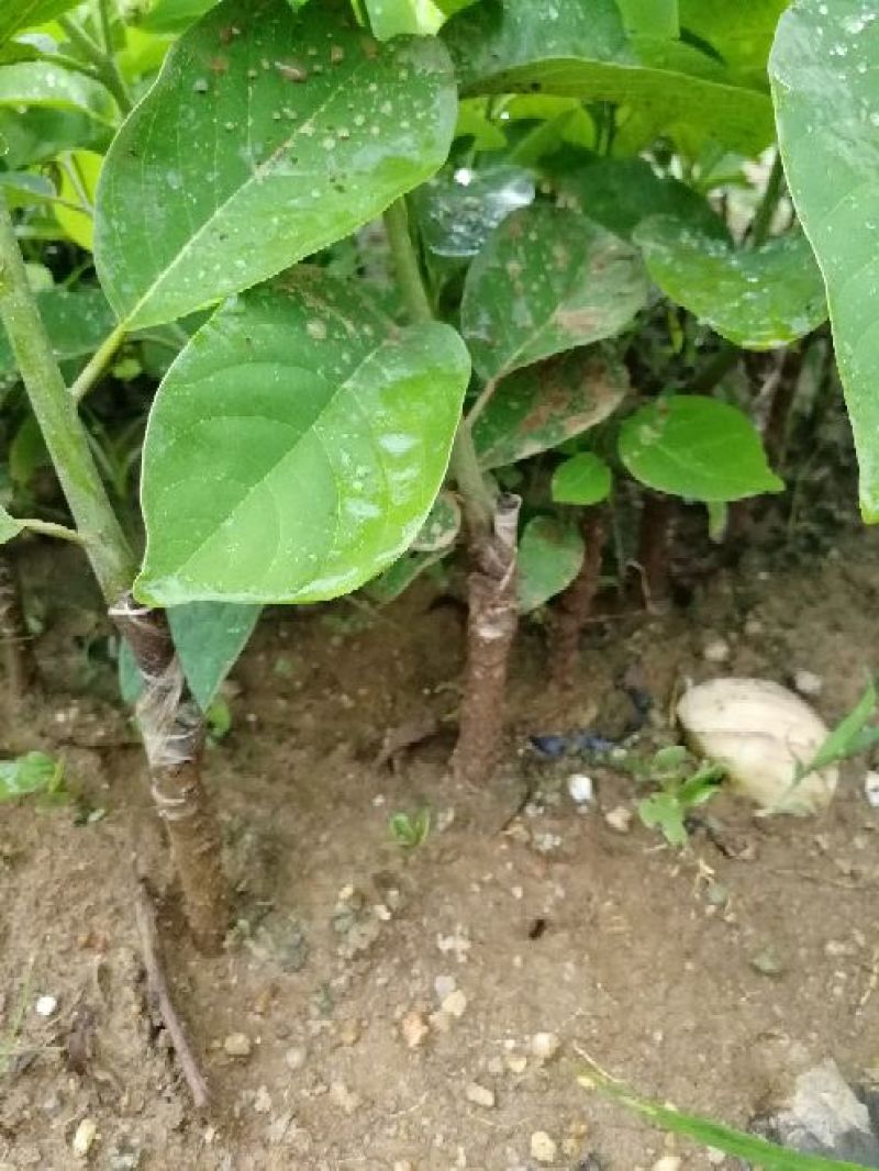 释迦果树苗林檎苗台湾番荔枝苗释迦果嫁接苗佛陀果