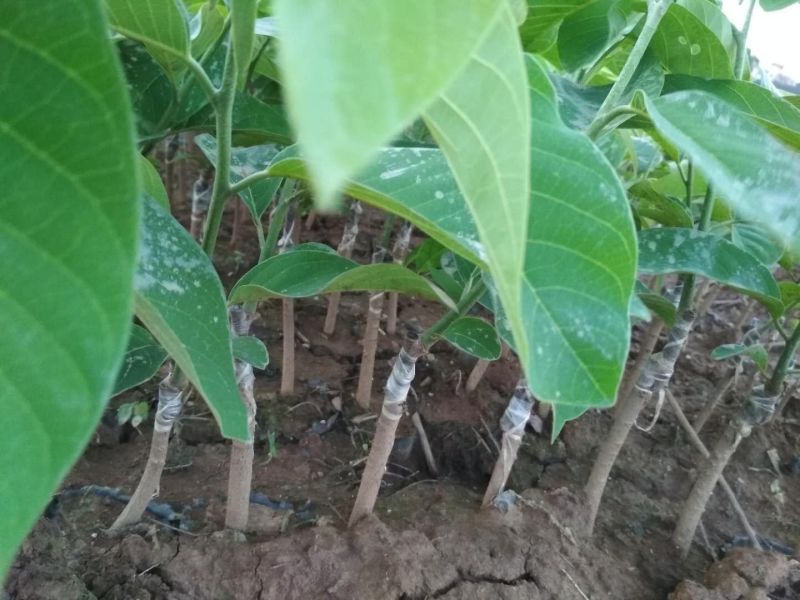 释迦果树苗林檎苗台湾番荔枝苗释迦果嫁接苗佛陀果