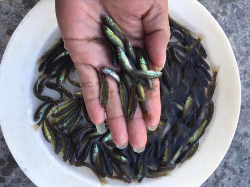 丁桂鱼苗