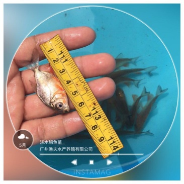 白鲳鱼苗