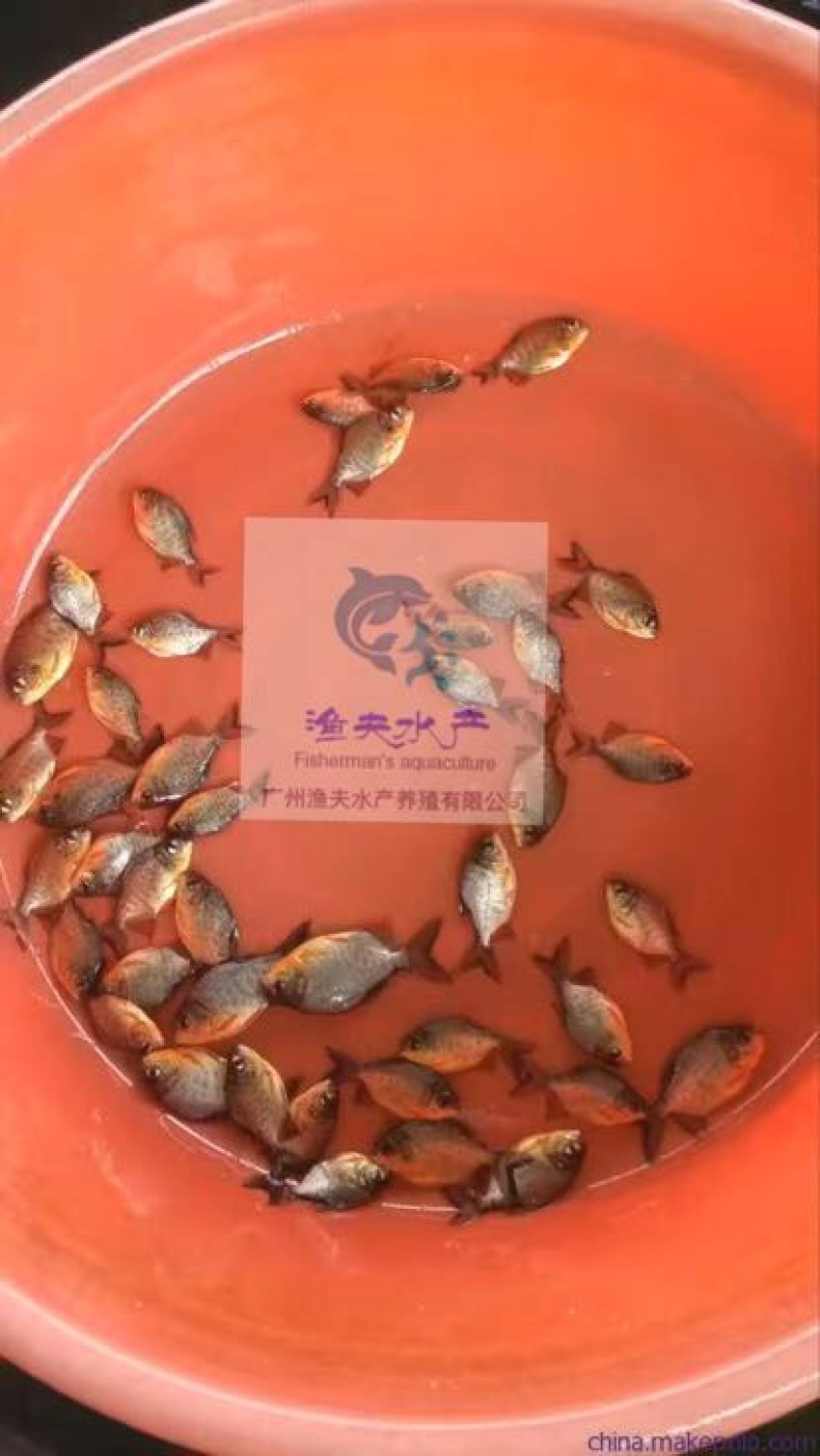 白鲳鱼苗