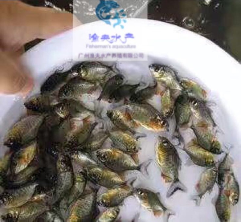 白鲳鱼苗