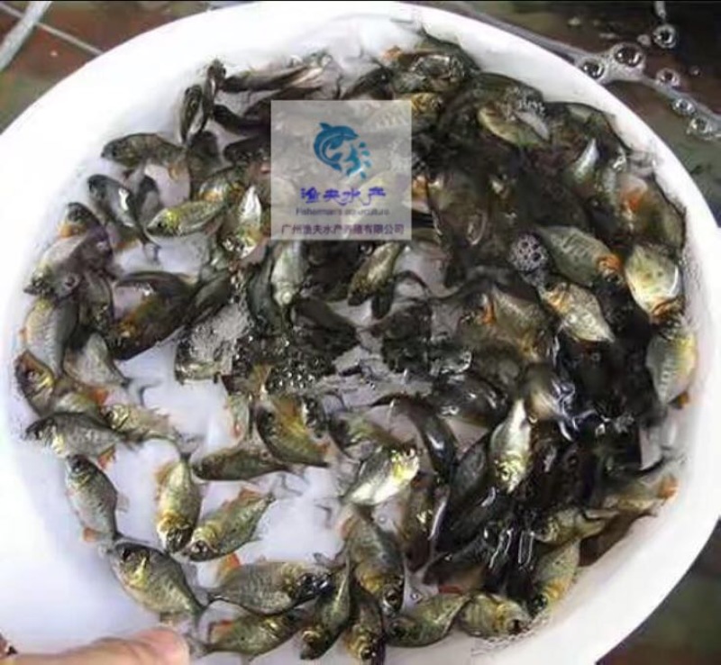 白鲳鱼苗