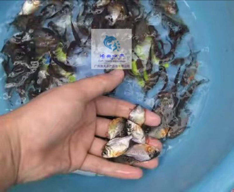 白鲳鱼苗