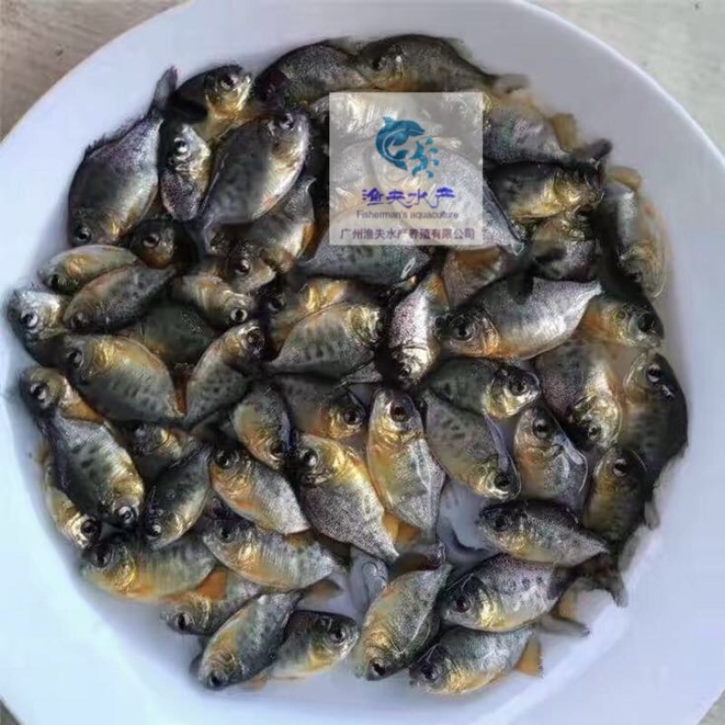 白鲳鱼苗