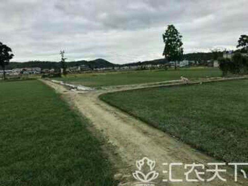 麦冬草