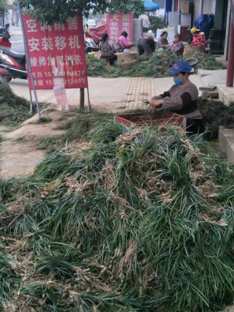 麦冬草