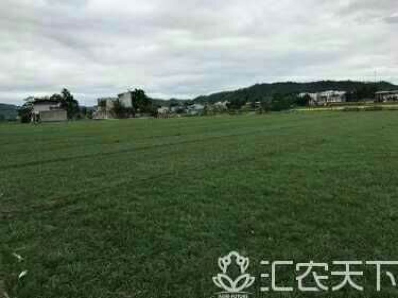 麦冬草