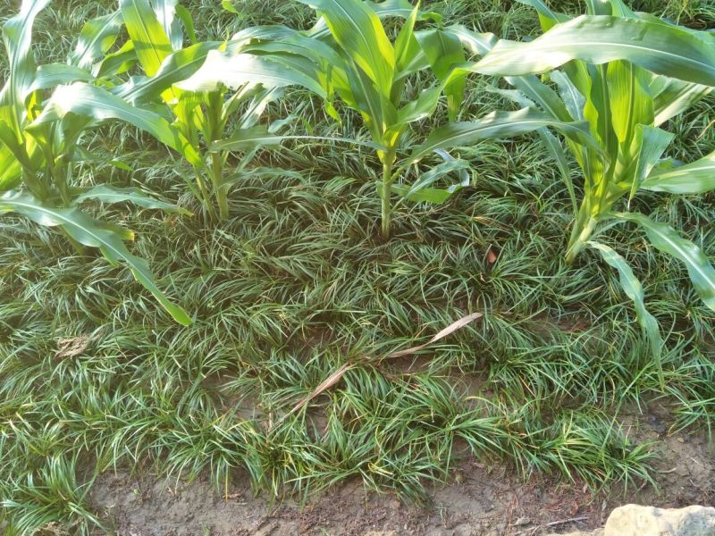 麦冬草