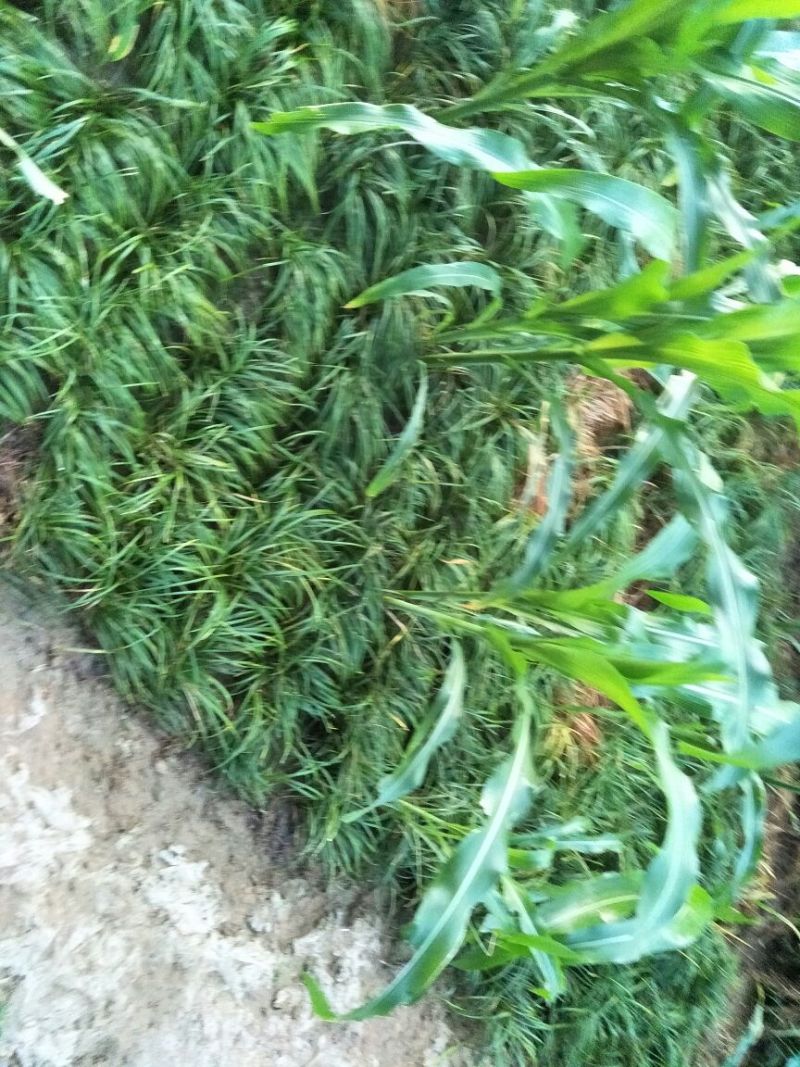 麦冬草