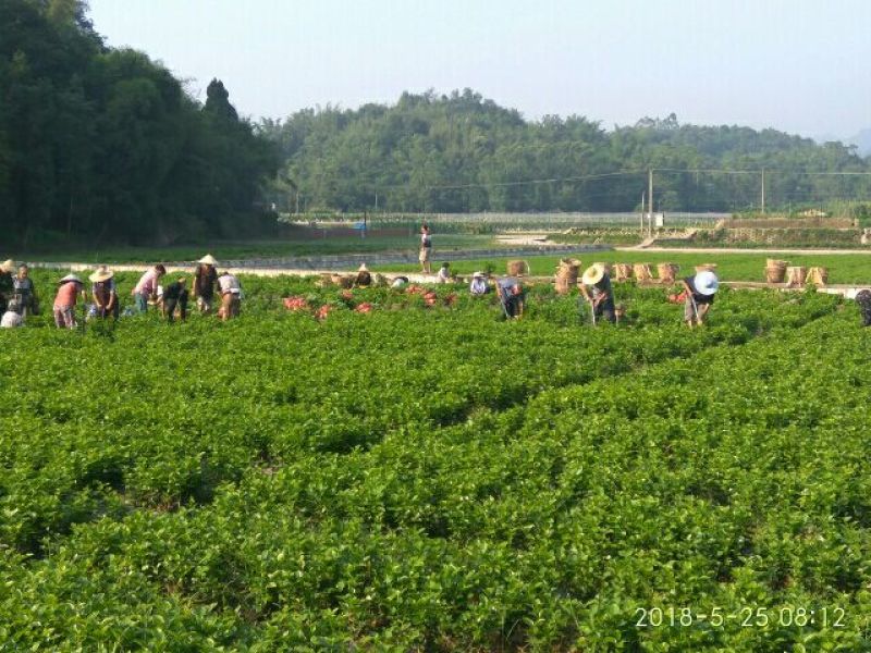 茉莉花：销售时间6月初至9月上旬，五十万株