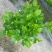 茉莉花：销售时间6月初至9月上旬，五十万株