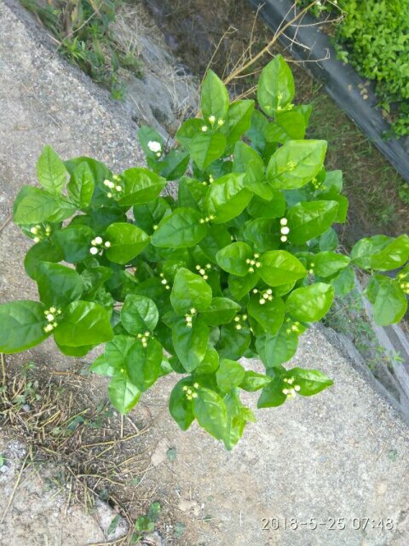 茉莉花：销售时间6月初至9月上旬，五十万株