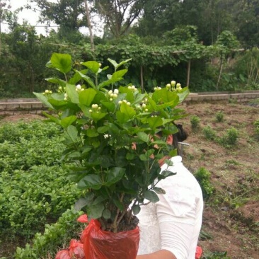 茉莉花：销售时间6月初至9月上旬，五十万株