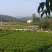 茉莉花：销售时间6月初至9月上旬，五十万株