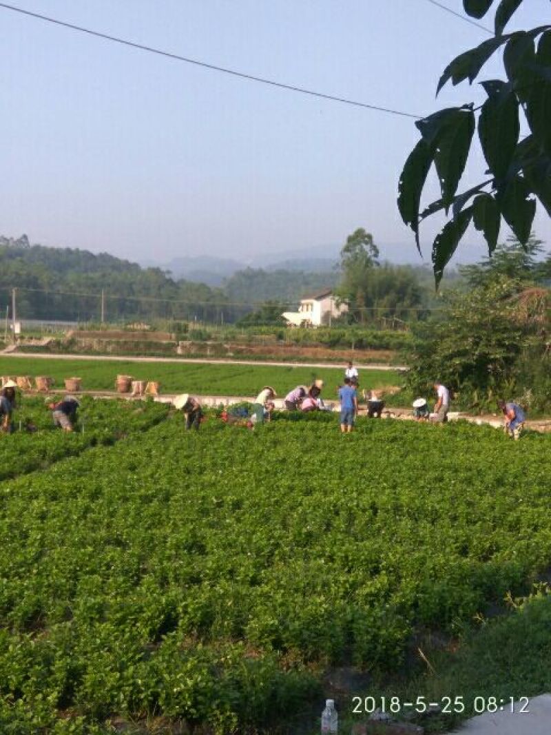 茉莉花：销售时间6月初至9月上旬，五十万株