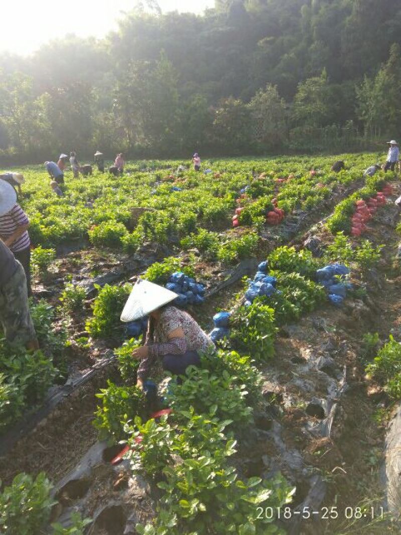 茉莉花：销售时间6月初至9月上旬，五十万株