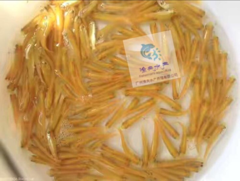 草鱼苗金丝草鱼苗/俄罗斯金丝鲩鱼苗