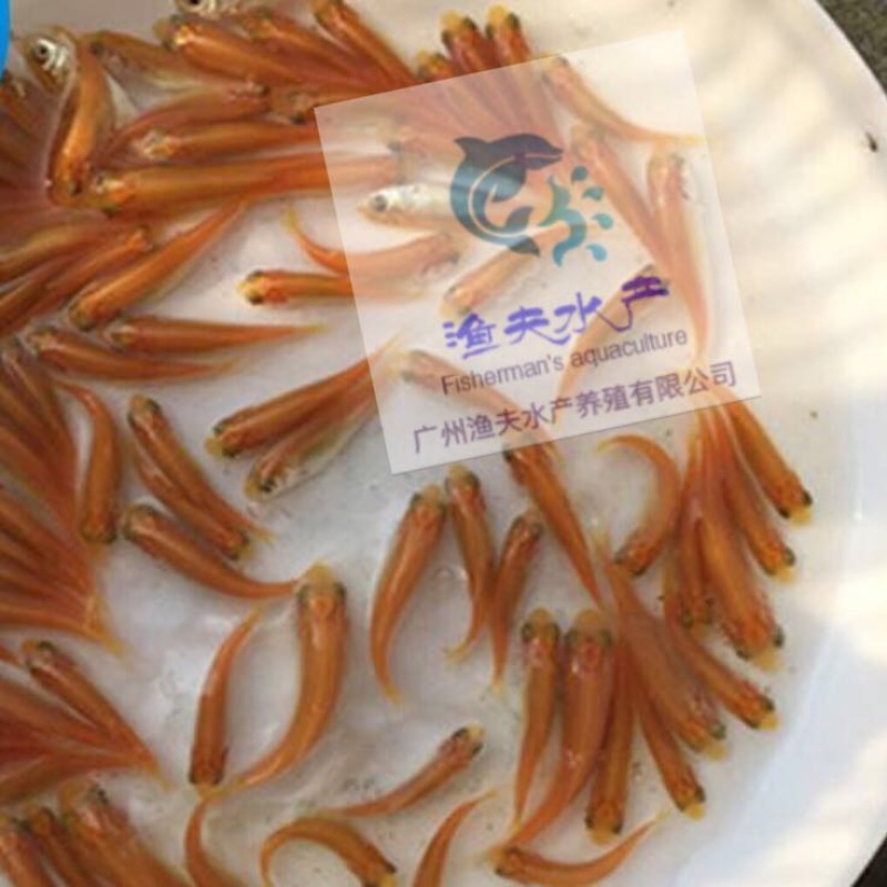草鱼苗金丝草鱼苗/俄罗斯金丝鲩鱼苗