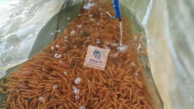 草鱼苗金丝草鱼苗/俄罗斯金丝鲩鱼苗