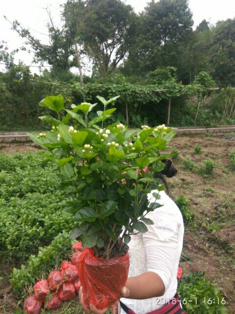 茉莉花：质优价廉。地头直接上车批发，数量充足