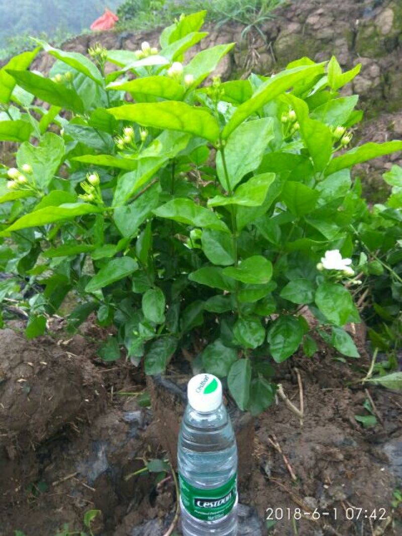 茉莉花：质优价廉。地头直接上车批发，数量充足