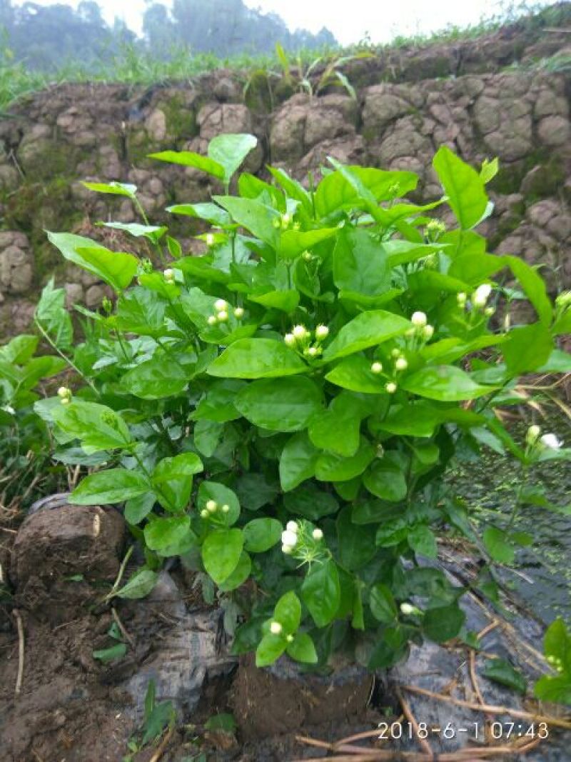 茉莉花：质优价廉。地头直接上车批发，数量充足