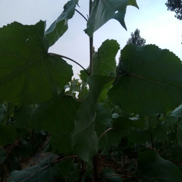 鲁林9号无棉速生杨