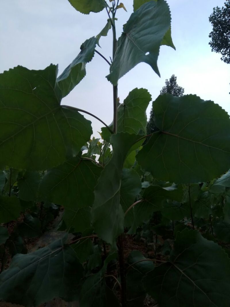 鲁林9号无棉速生杨