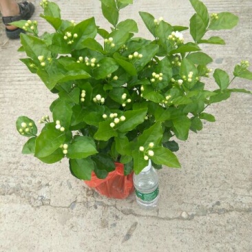 茉莉花：诚信为本。合作共赢，数量有五十万数。充足得很